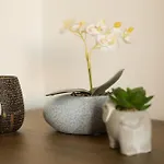 Apartment Vucica *
